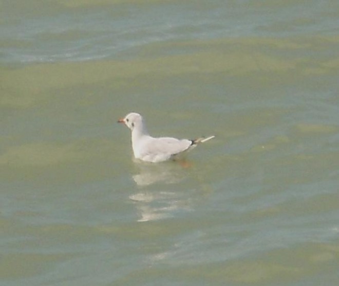 RV2Ré 2018 - La mouette.jpg