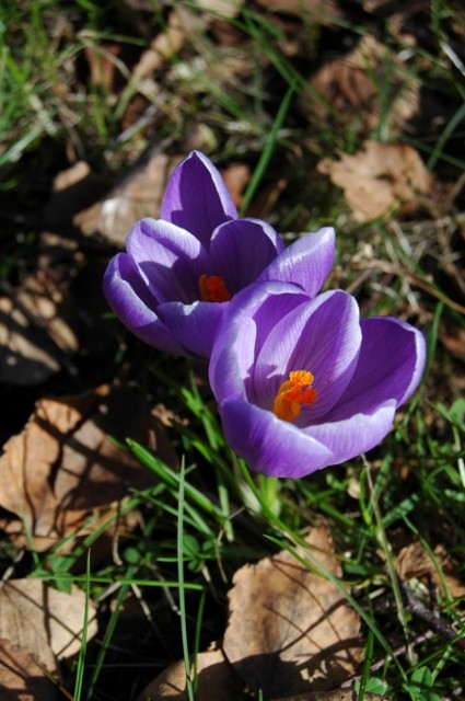 crocus 1.jpg