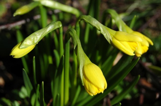 jonquilles.jpg