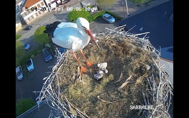 cigogne 2018.jpg