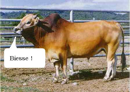 Zebu Biesse Decstef.be.jpg