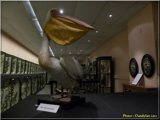 Pelican Musée 1..jpg