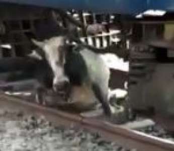 Zebu Train..jpg