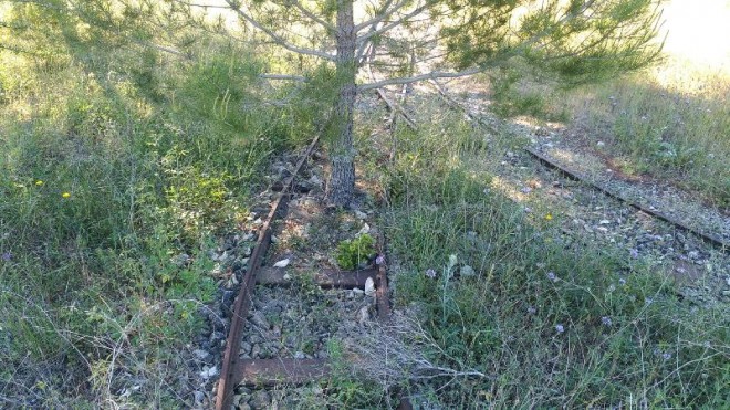 arbre.jpg