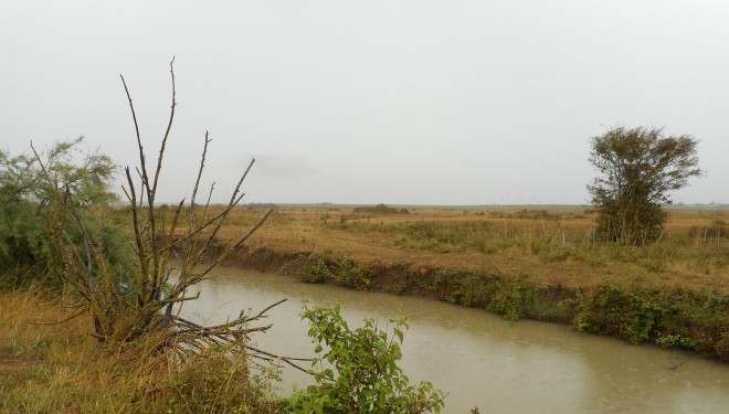 Marais de Brouage - 26 juillet 2019 (2).JPG