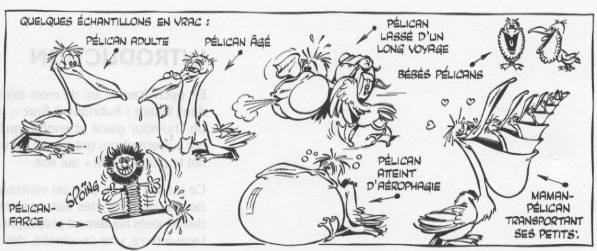 Pelican.jpg