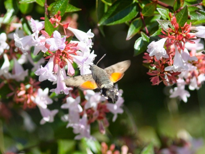 Moro Sphinx Abelia - Juillet 2018.JPG