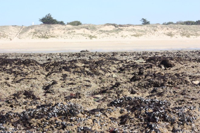 Naissains moules sauvages 1.jpg
