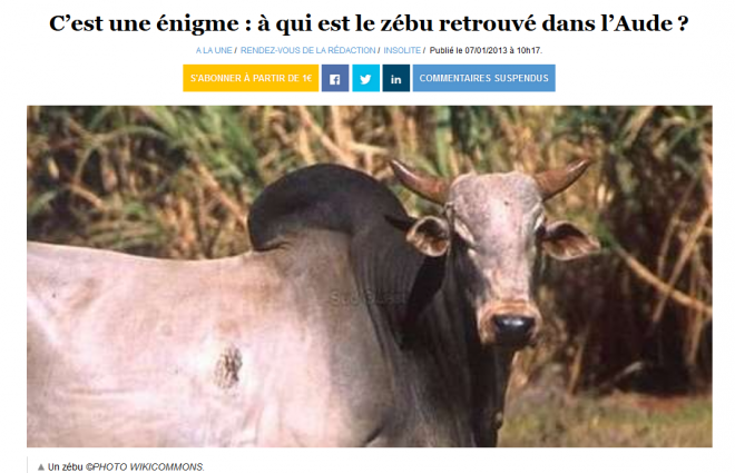 Zebu retrouvé..PNG