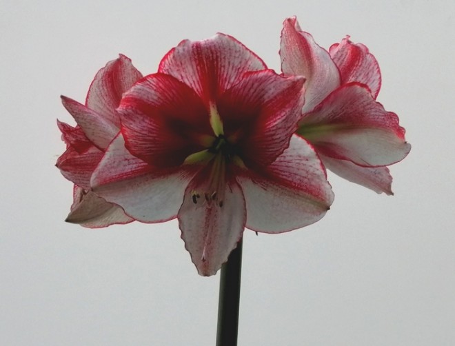 amarilis 2.jpg