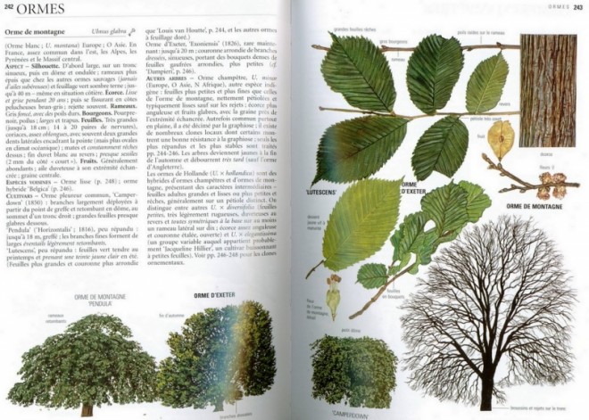 delachaux-arbres3.jpeg