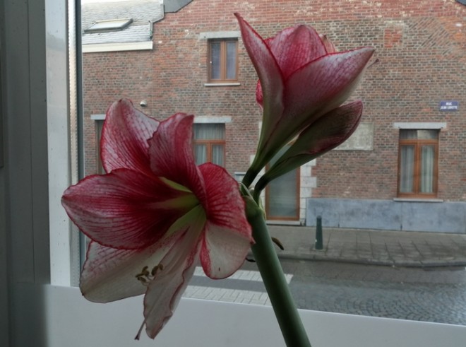 amarilis 3.jpg