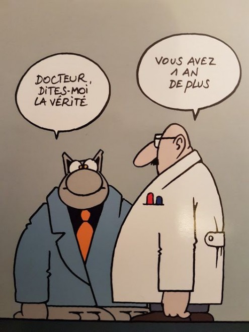 le chat.jpg