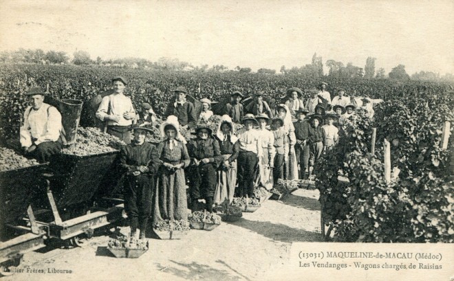 33 - Maqueline-de-Macau - Les Vendanges - Wagons chargés de Raisins.jpg