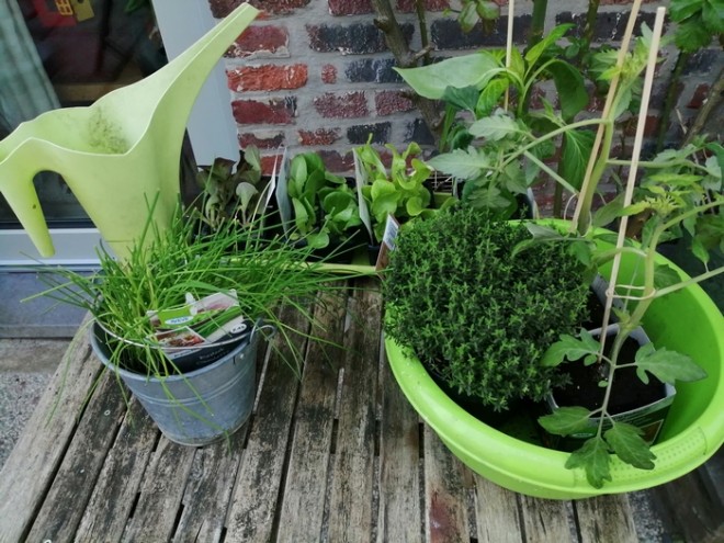 plant.jpg