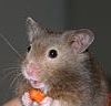 Hamster_Grognon.jpg