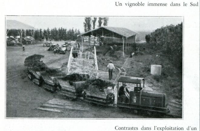 VIGNOBLE DANS LE SUD.jpg