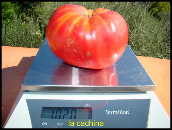 PME Tomate géante..JPG
