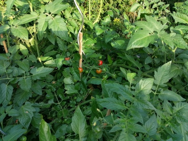 tomates rouges.jpg