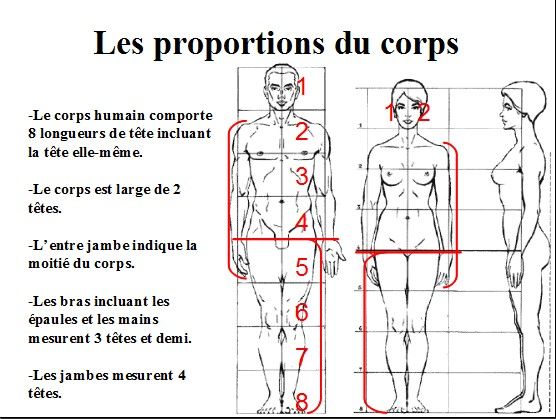 Proportions du corps humain.jpg