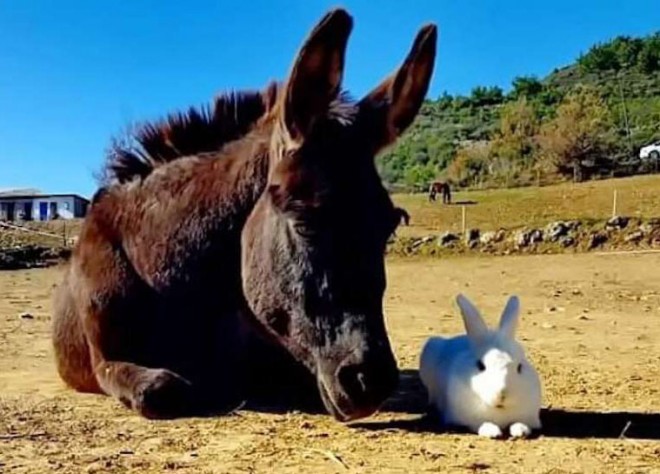 Âne et lapinou.jpg