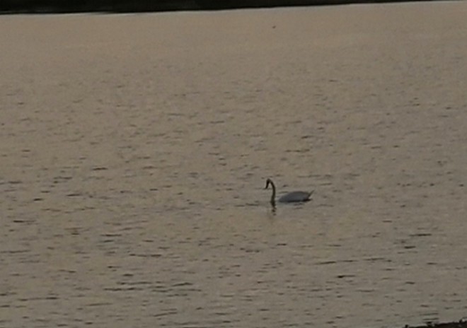 cigne.jpg