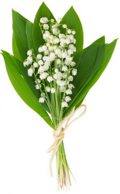 brin-de-muguet-conservation-muguet-comment-conserver-le-muguet-faire-durer-muguet.jpg