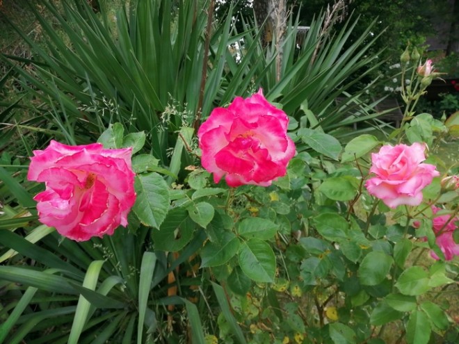 roses 3.jpg