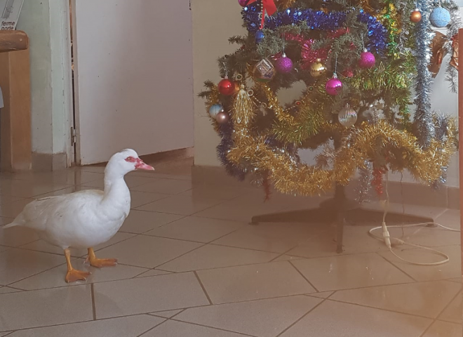 PME Noël 3..PNG