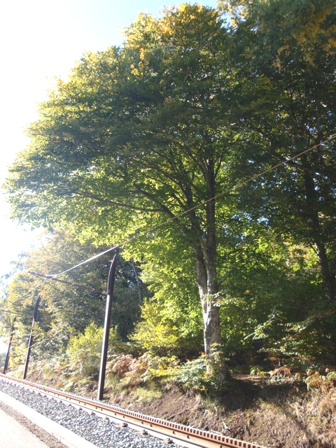 DSC06437.JPG