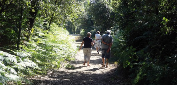 Fougères forêt des Évières - Ré.jpg