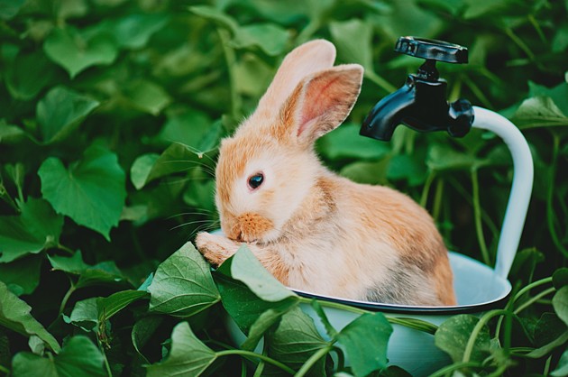 Toilette lapin.jpg