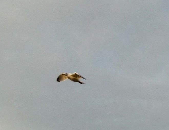 mouette.jpg