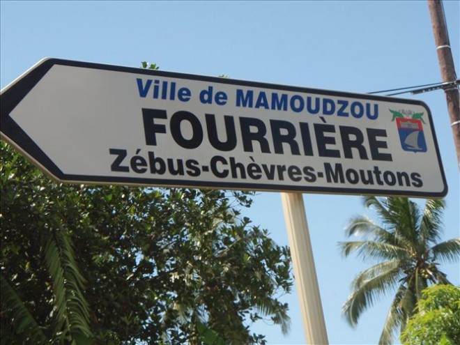 Zebu Fourrière..jpg