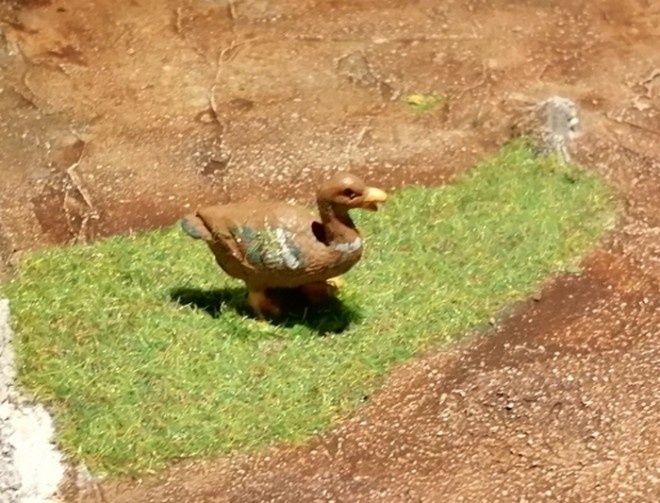herbe canard.jpg
