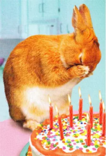 anniv_lapin.jpg