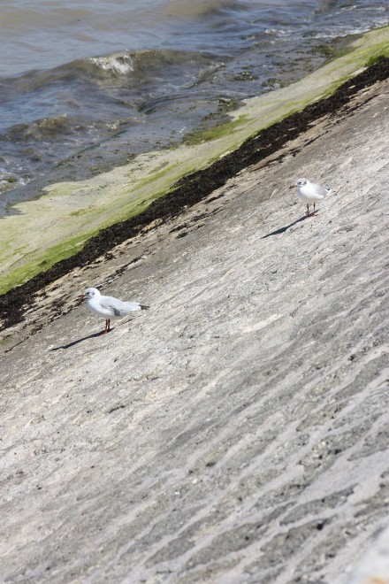 7 - RV2Ré 2022 - Mouettes.jpg