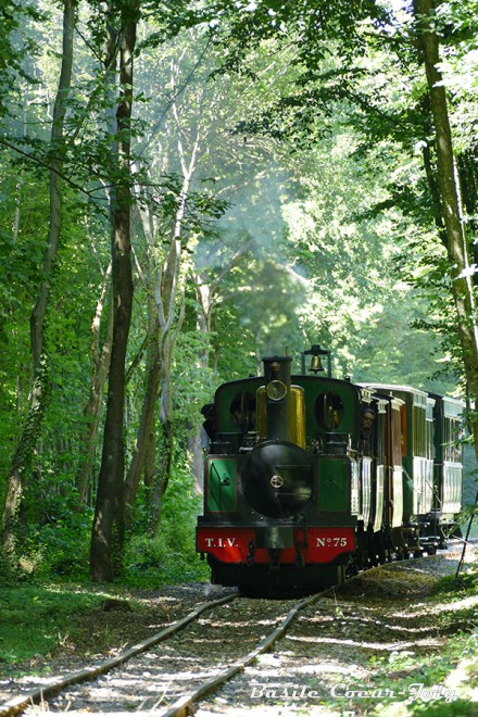 TIV Forêt 01.jpg