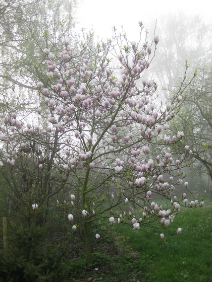 magnolia.jpg