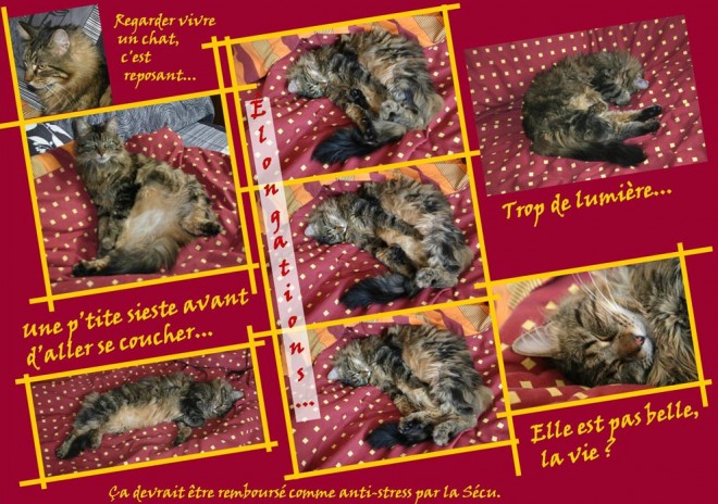 En plein travail....jpg