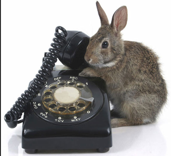 Lapin Téléphone..PNG