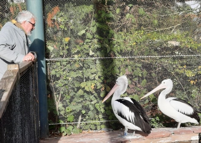 pelican.jpg