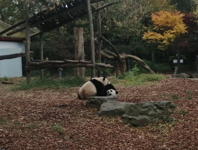 panda.jpg