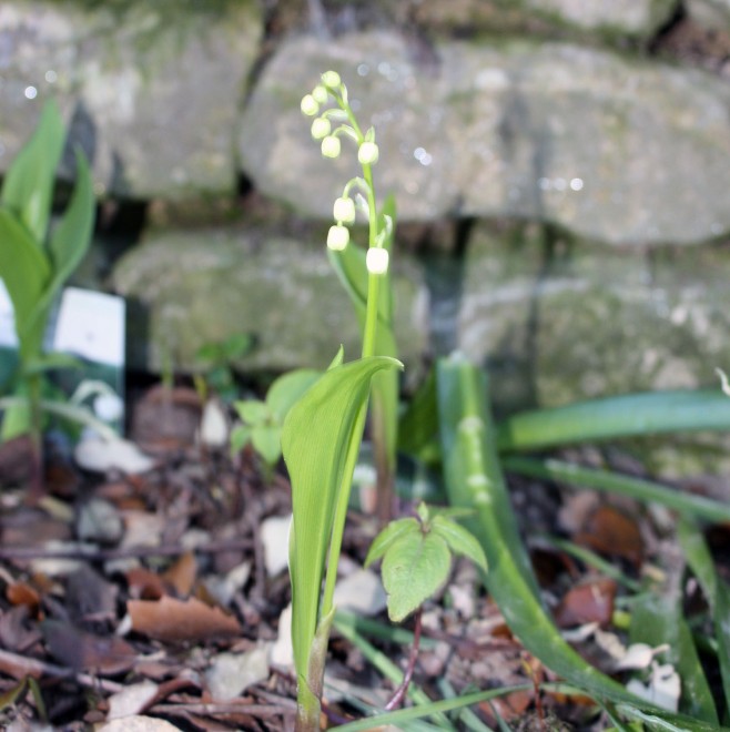 IMG_2435 copie.jpg