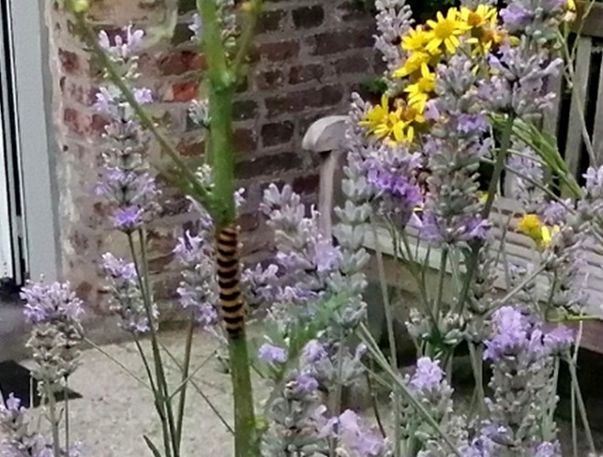 chenille.jpg