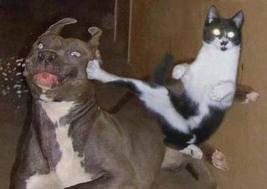 CHATS-EN-COLERE_2.jpg