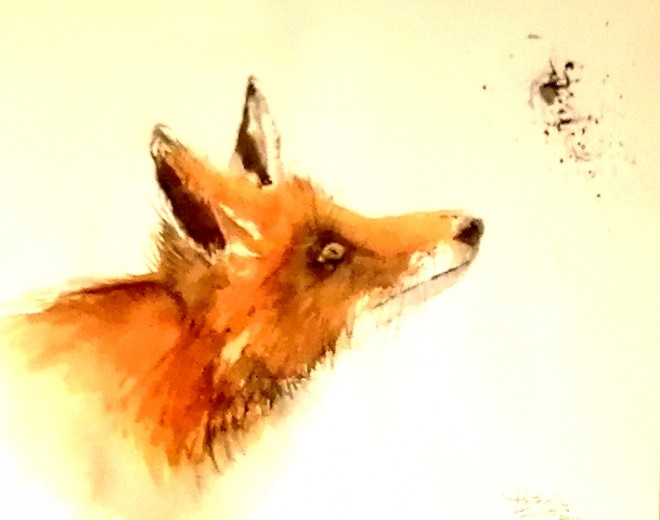 renard aqua.jpg