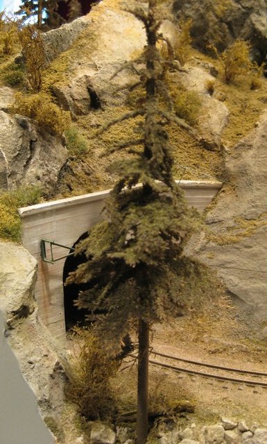 sapin norvÃ©gien.jpg