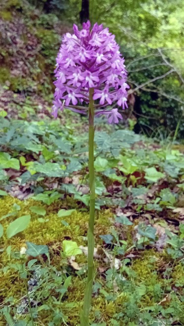 Crazannes - orchidée (28).jpg