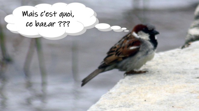 Moineau.jpg